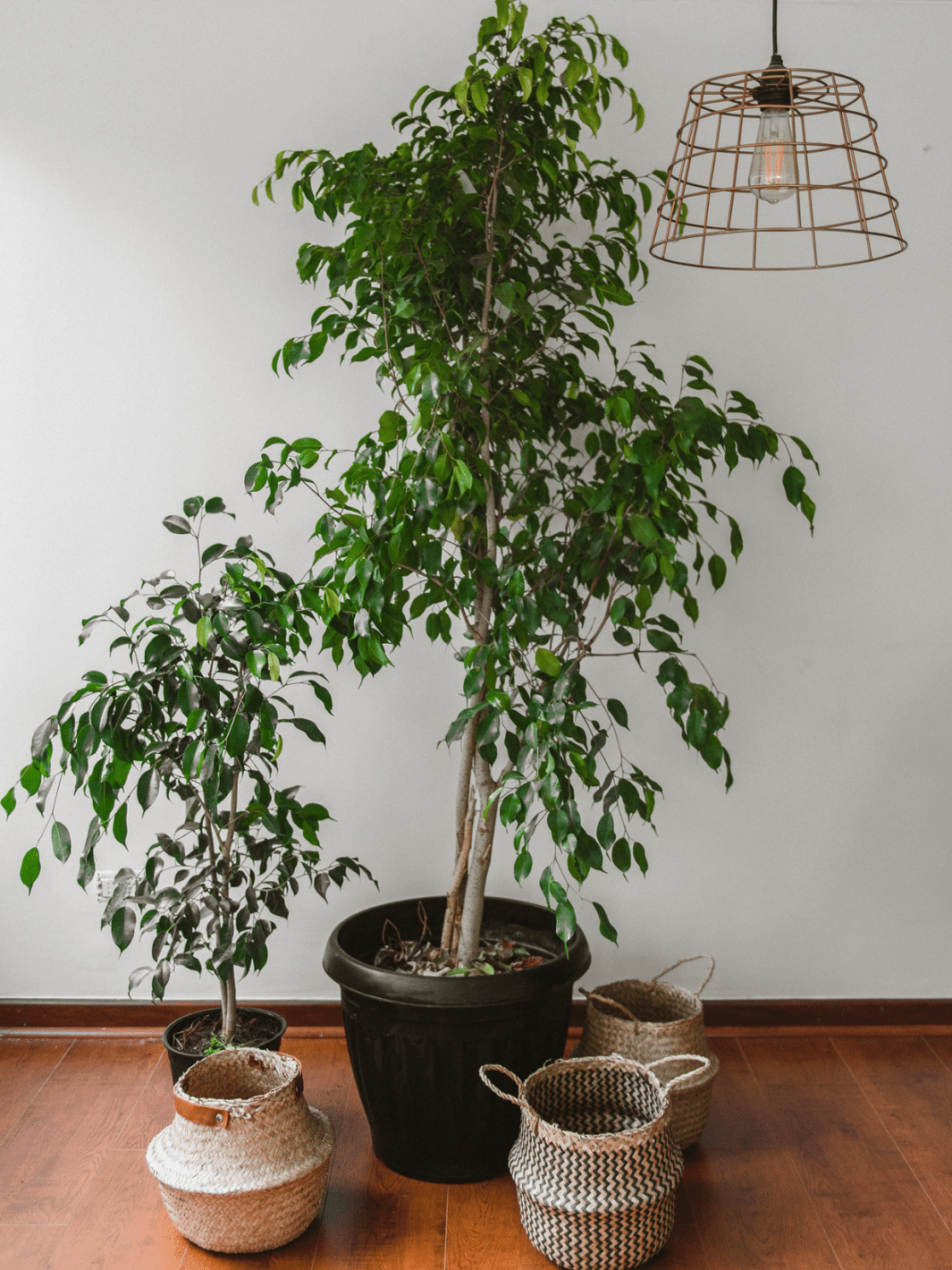 Bill XXL (Ficus Benjamina) Plant Me