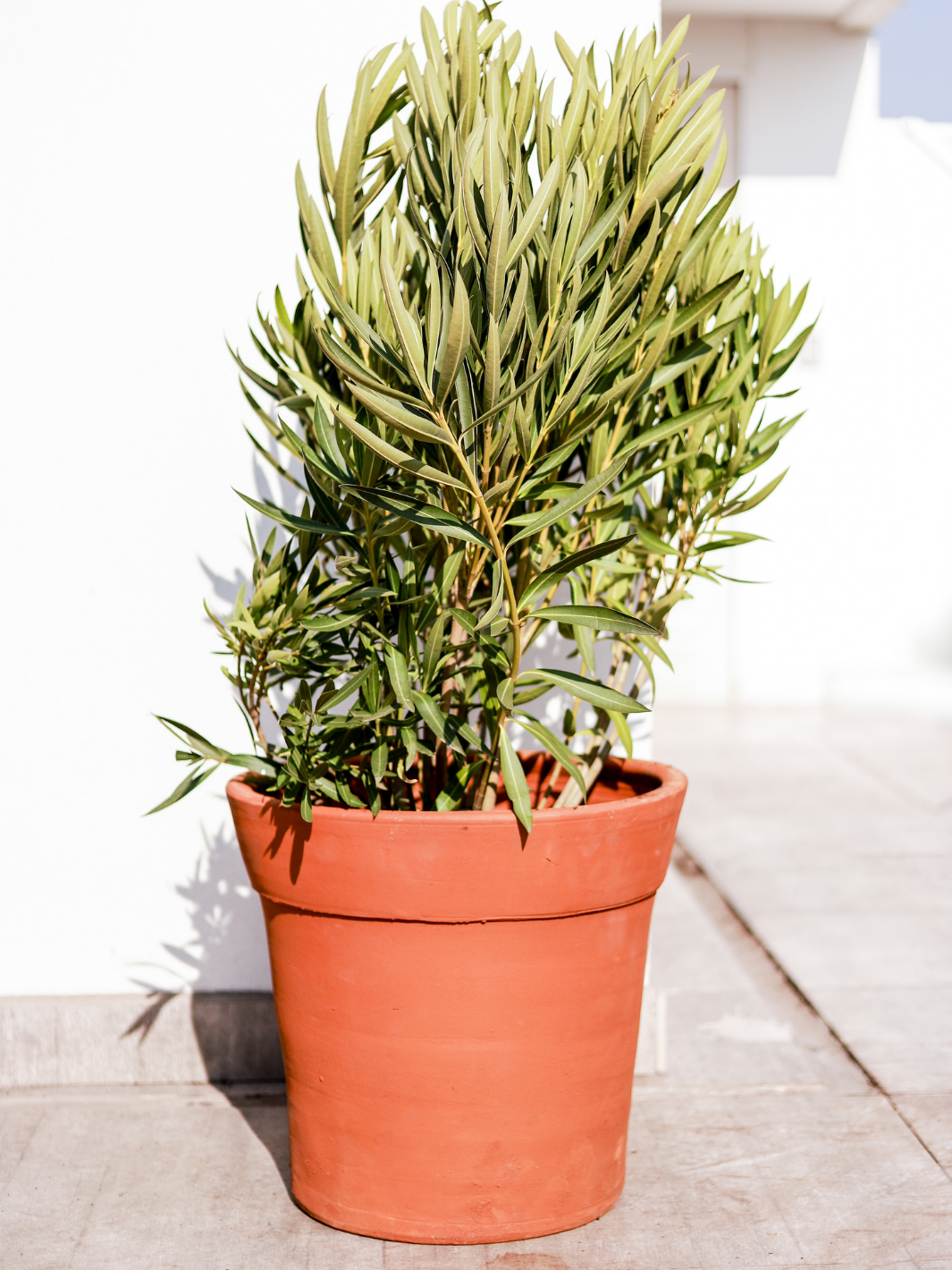 Leonel (Laurel de flor) Plant Me