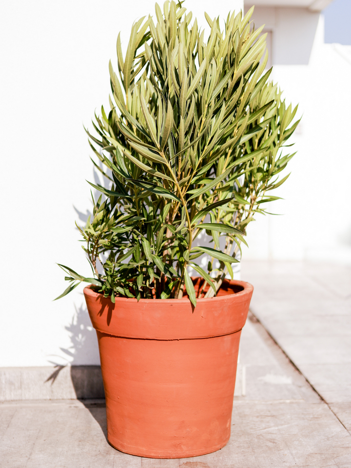 Leonel (Laurel de flor) Plant Me
