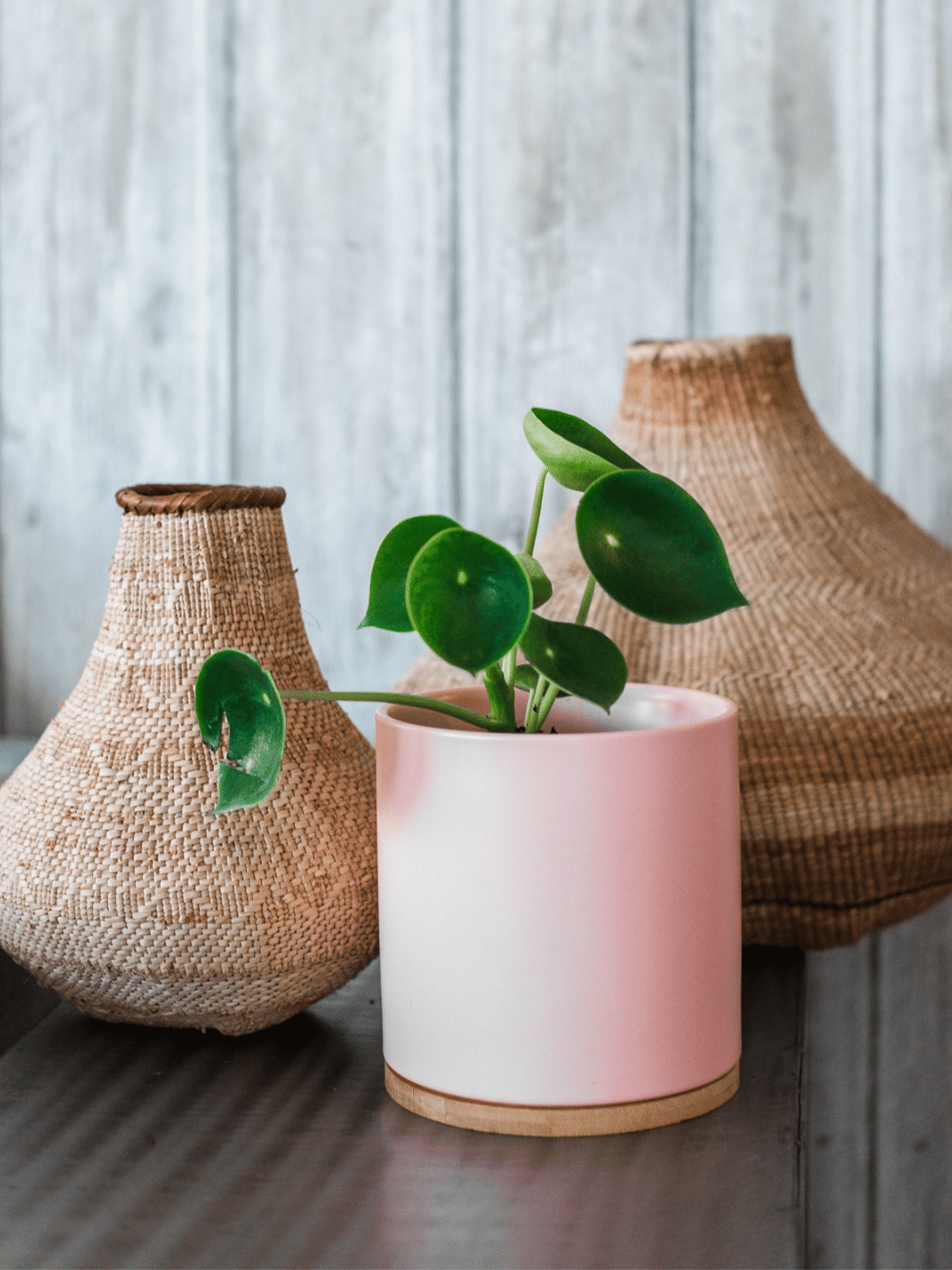 Perla (Peperomia Cucharita) Plant Me