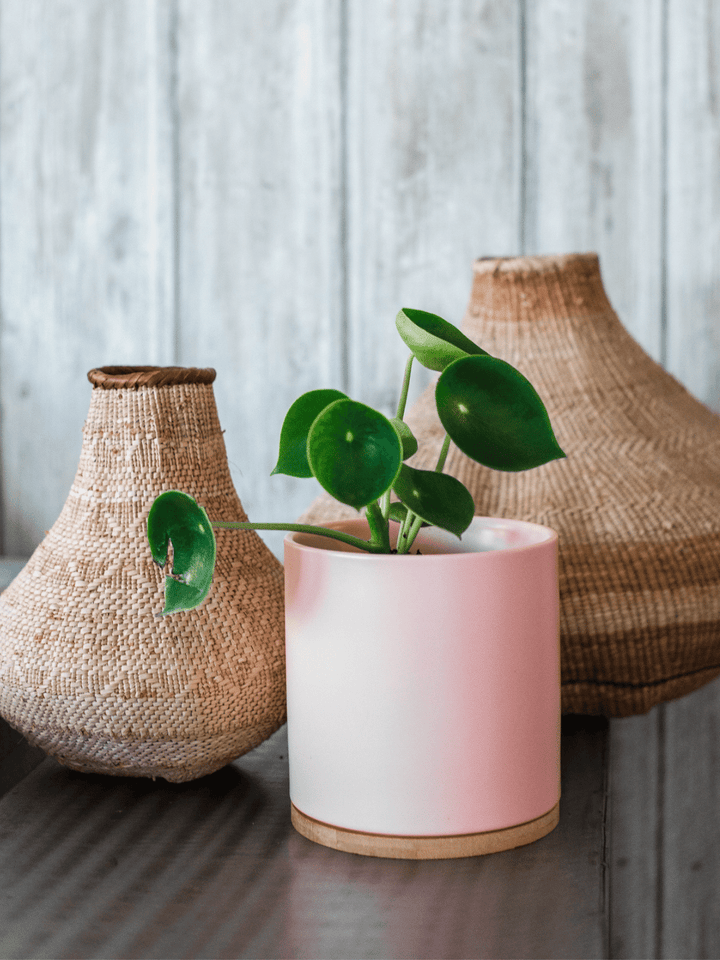 Perla (Peperomia Cucharita) Plant Me