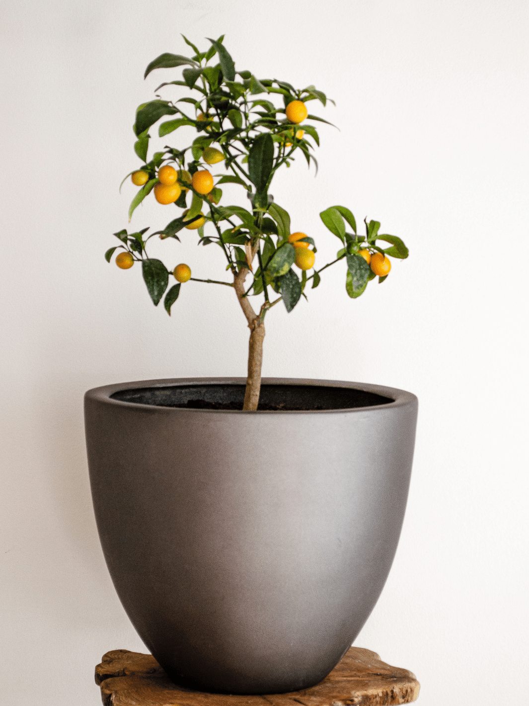 Karin L (Kumquat)
