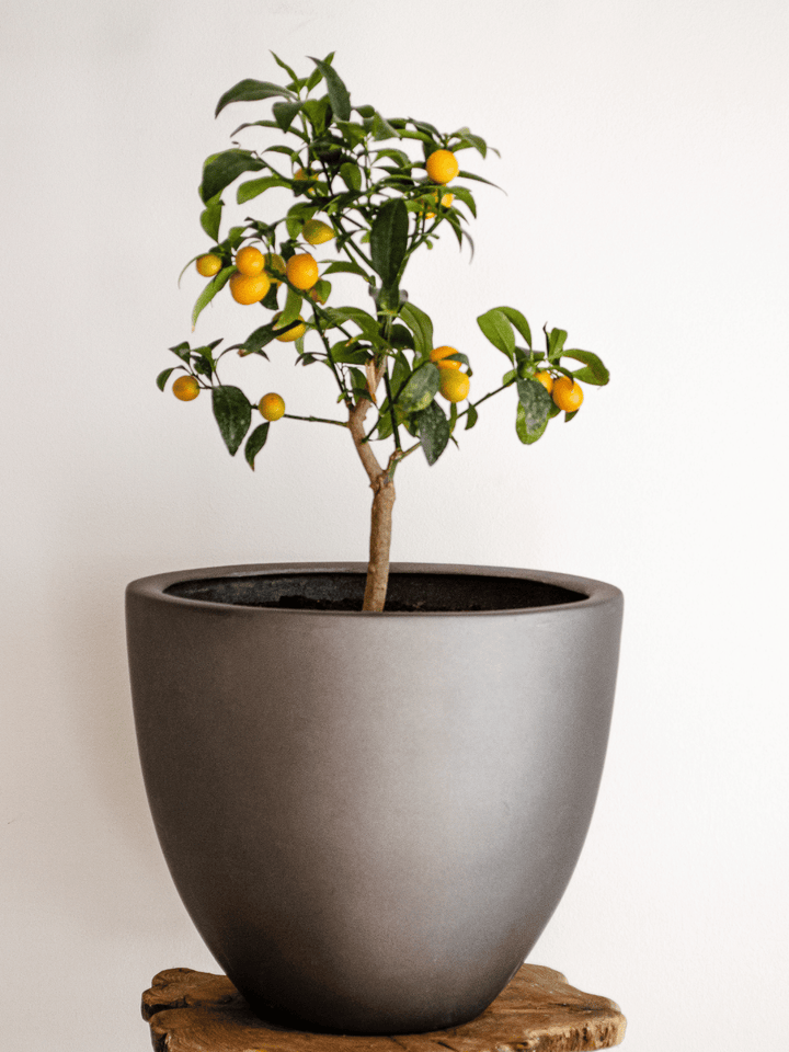 Karin L (Kumquat)