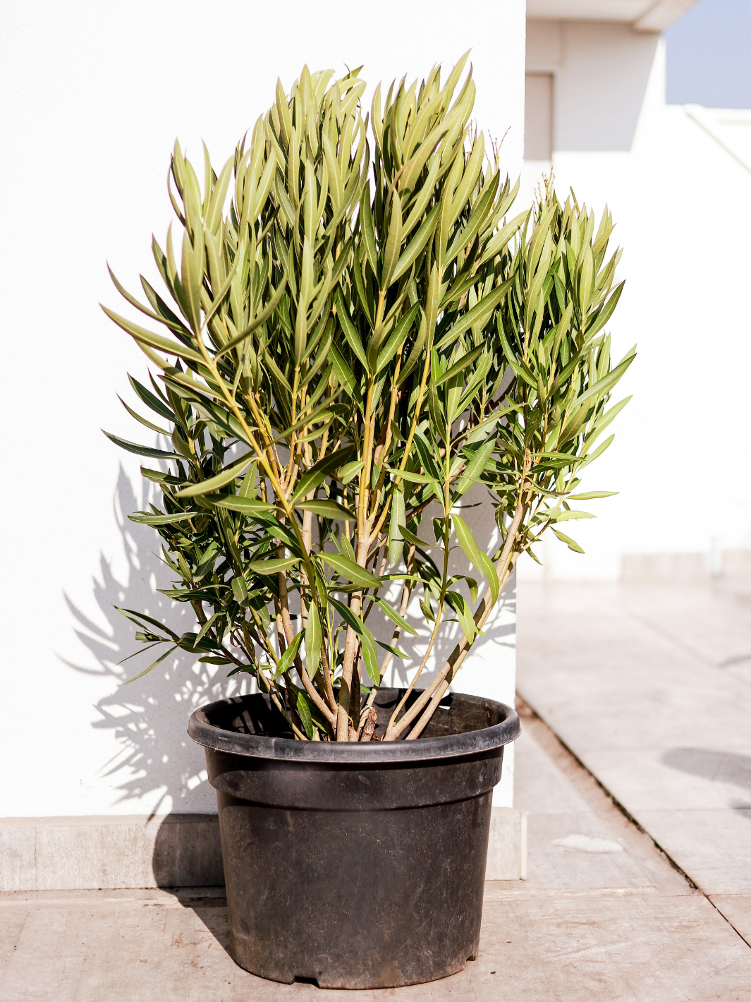 Leonel (Laurel de flor) Plant Me