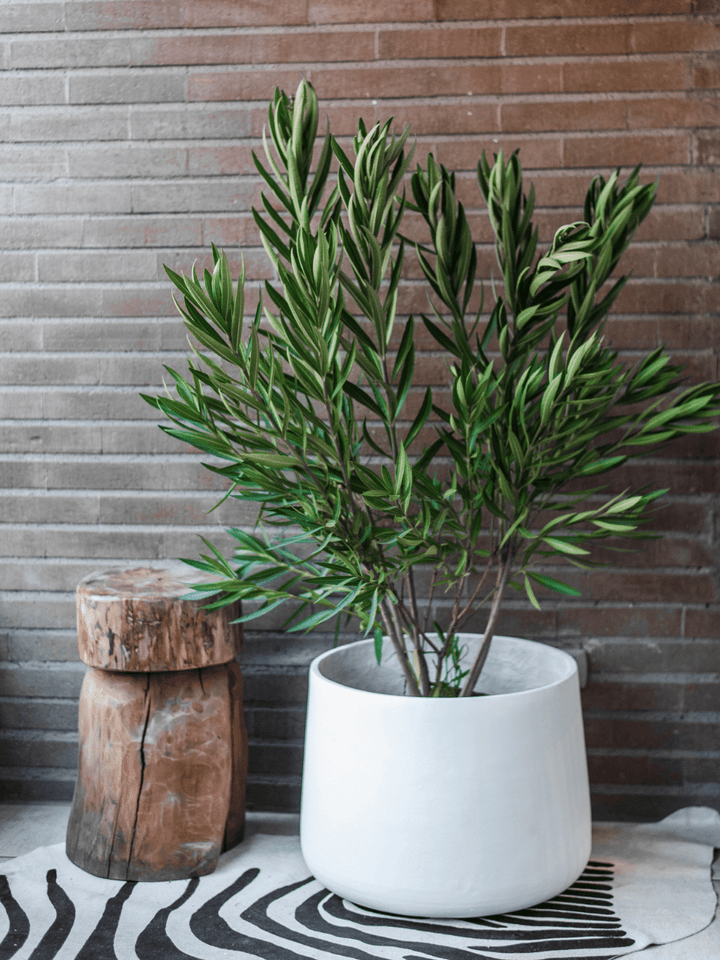 Leonel (Laurel de flor) Plant Me