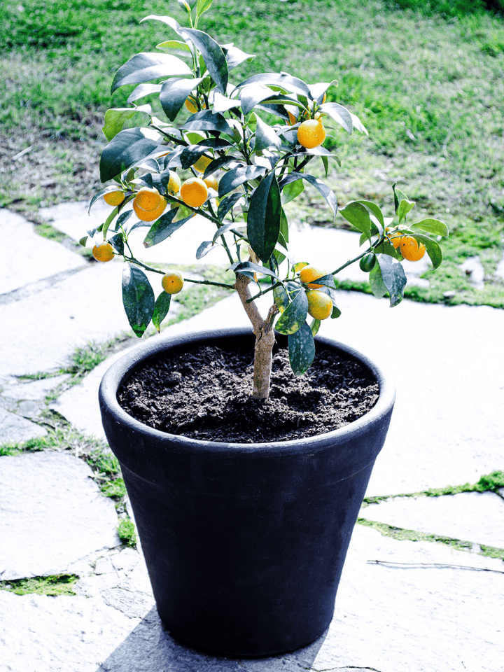 Karin L (Kumquat)