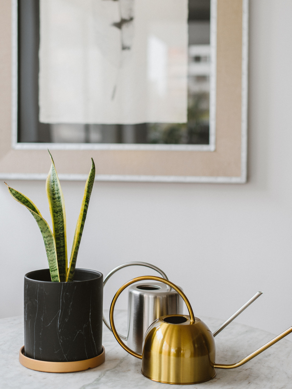 Baby Susan (Sansevieria) Plant Me