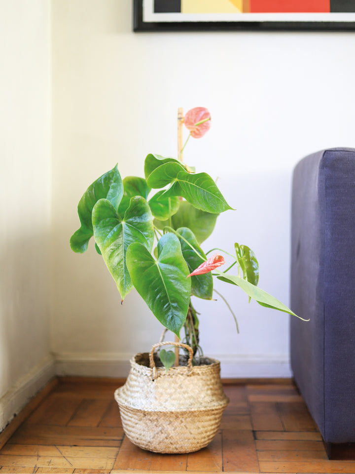 Antonella (Anthurium Rosado) PlantMe Chile