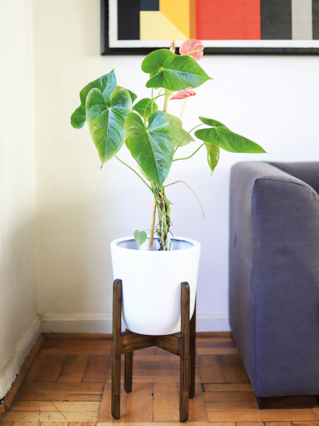 Antonella (Anthurium Rosado) PlantMe Chile