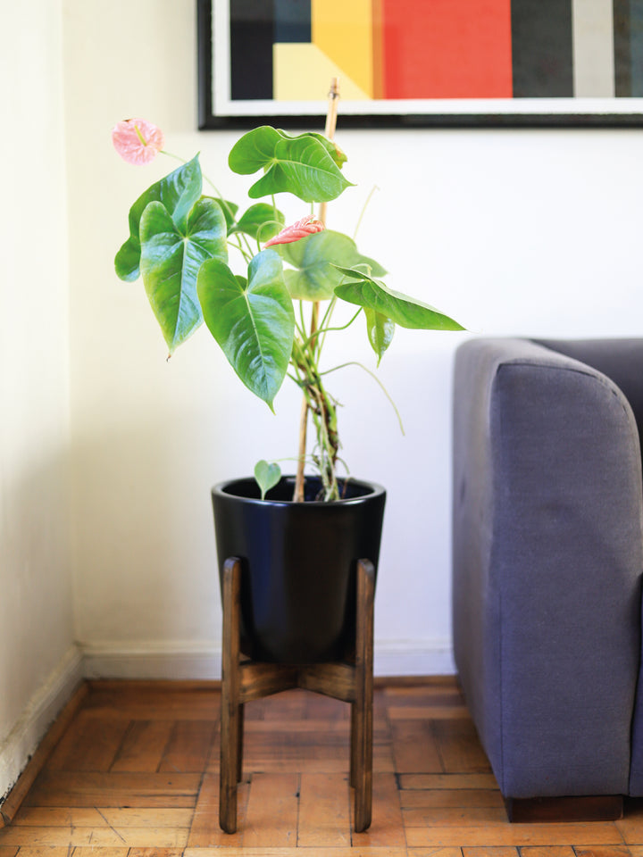 Antonella (Anthurium Rosado) PlantMe Chile