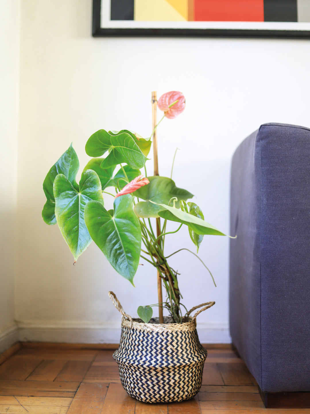 Antonella (Anthurium Rosado) PlantMe Chile