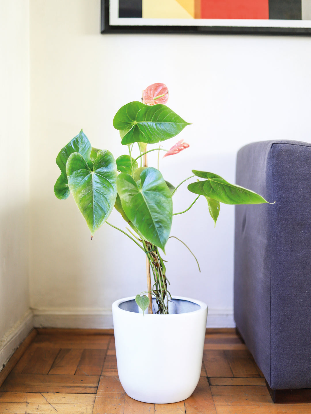 Antonella (Anthurium Rosado) PlantMe Chile