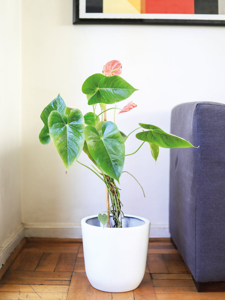 Antonella (Anthurium Rosado) PlantMe Chile