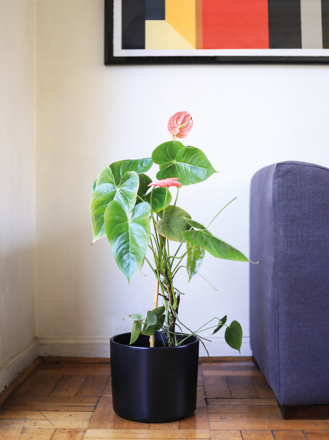 Antonella (Anthurium Rosado) PlantMe Chile