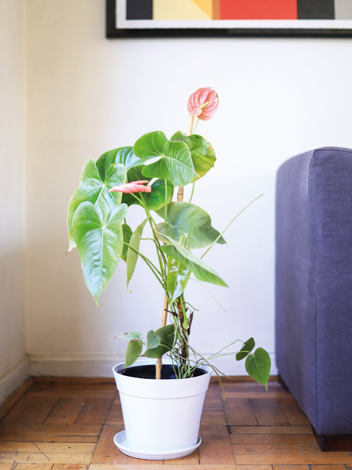 Antonella (Anthurium Rosado) PlantMe Chile