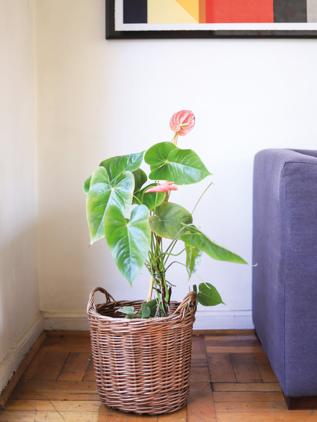 Antonella (Anthurium Rosado) PlantMe Chile