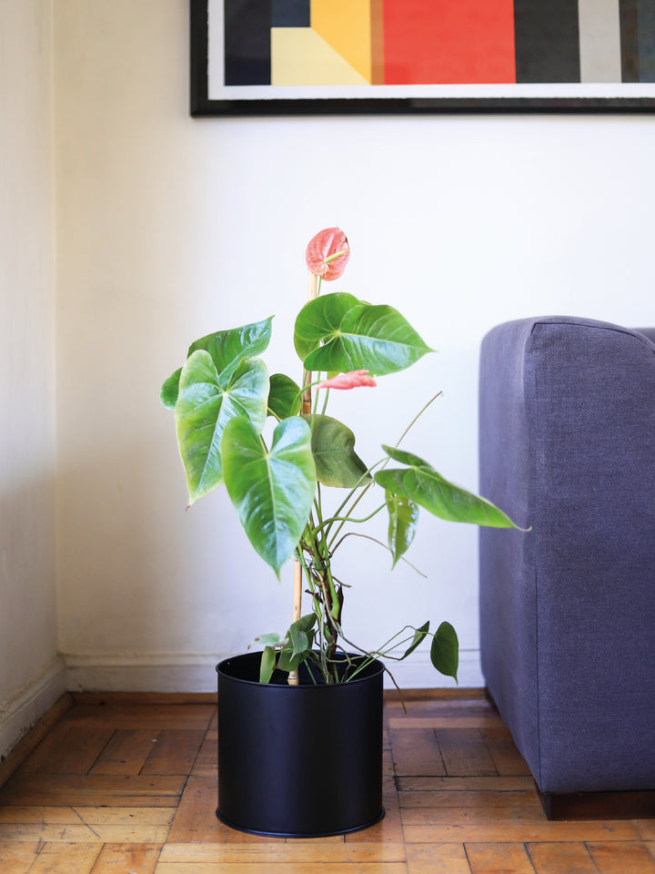 Antonella (Anthurium Rosado) PlantMe Chile