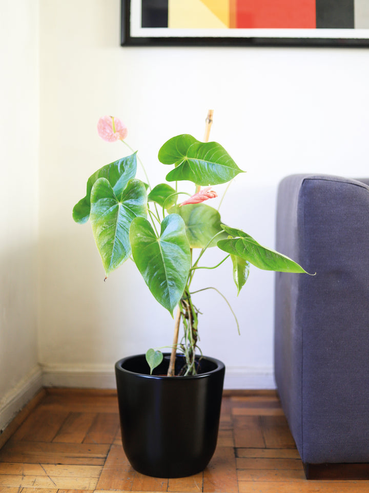 Antonella (Anthurium Rosado) PlantMe Chile