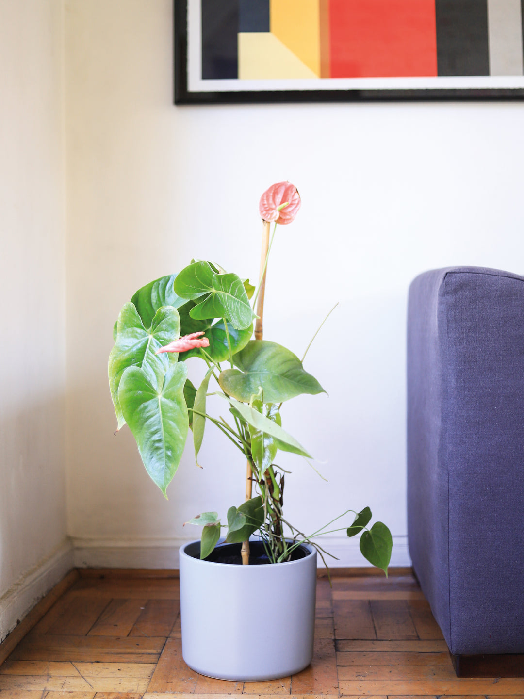 Antonella (Anthurium Rosado) PlantMe Chile