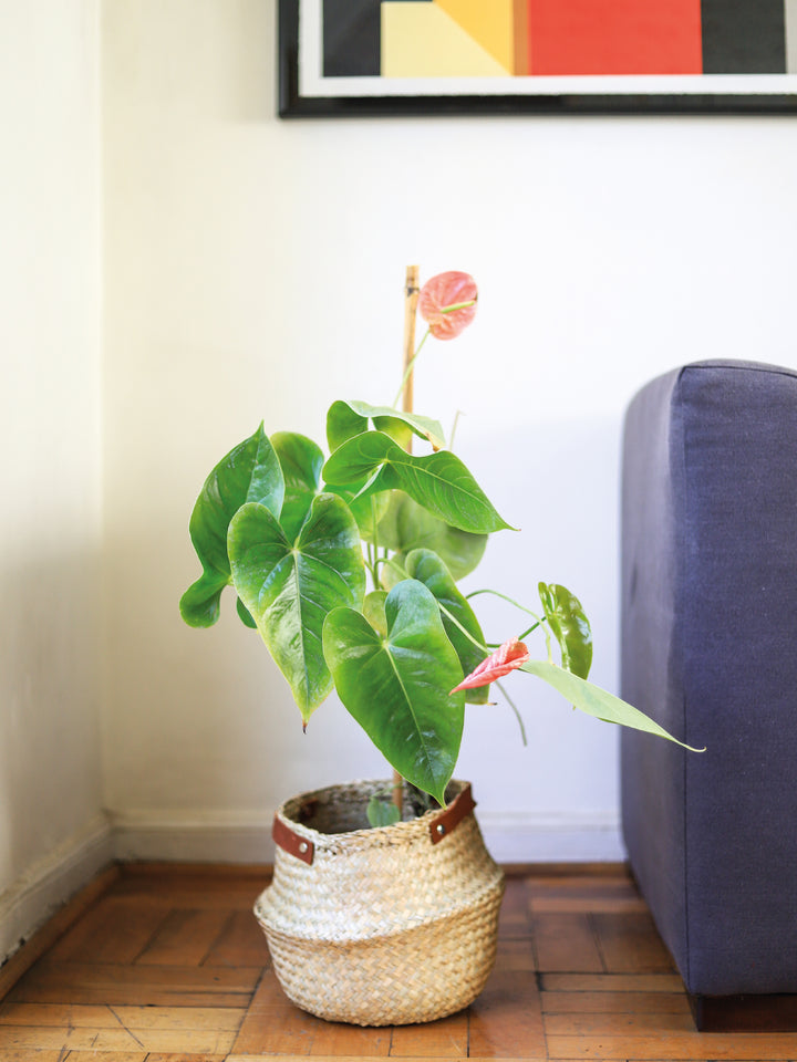 Antonella (Anthurium Rosado) PlantMe Chile