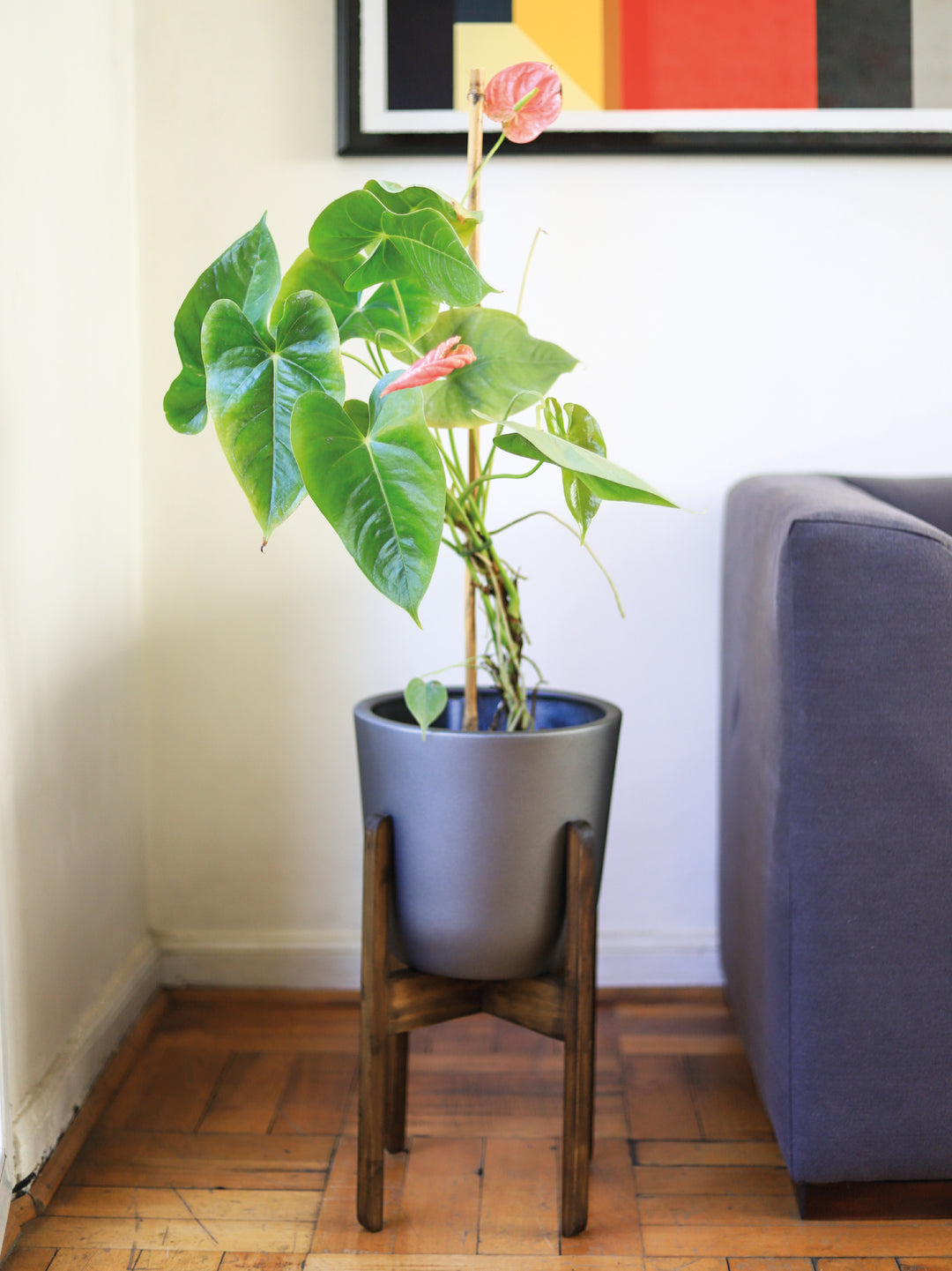 Antonella (Anthurium Rosado) PlantMe Chile