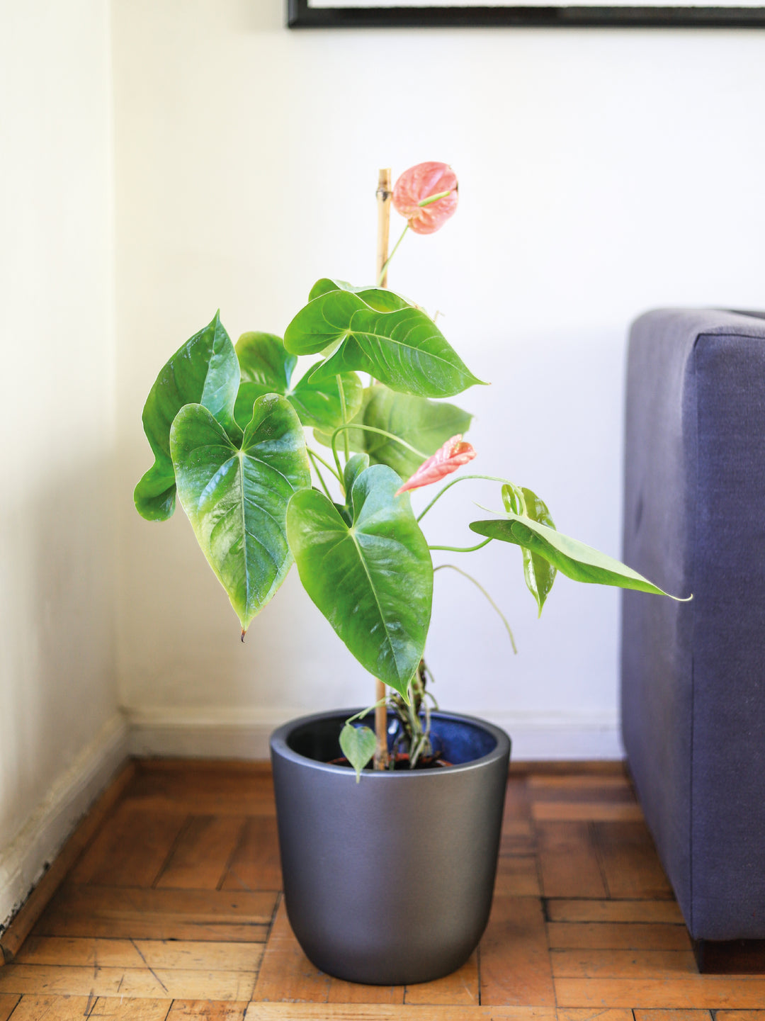 Antonella (Anthurium Rosado) PlantMe Chile