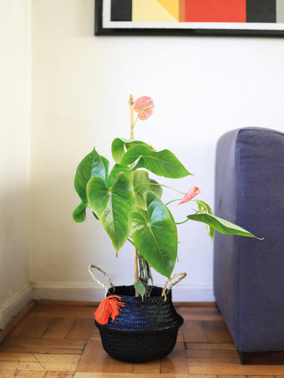 Antonella (Anthurium Rosado) PlantMe Chile