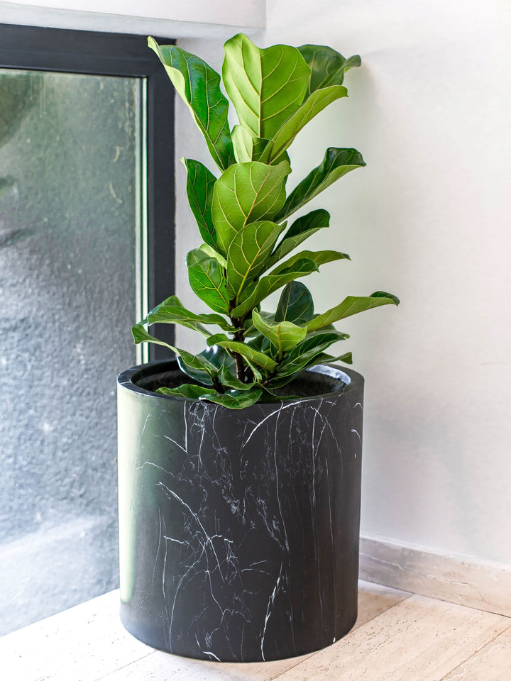 Fidel XL (Ficus Lyrata)