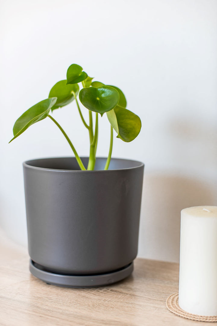 Perla M (Peperomia Cucharita)