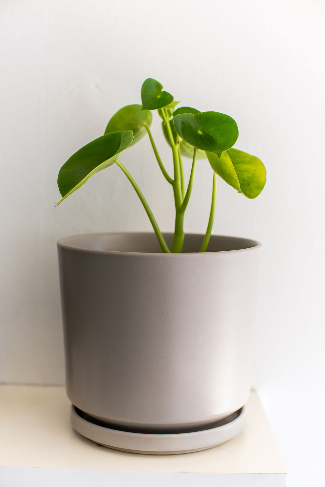 Perla M (Peperomia Cucharita)