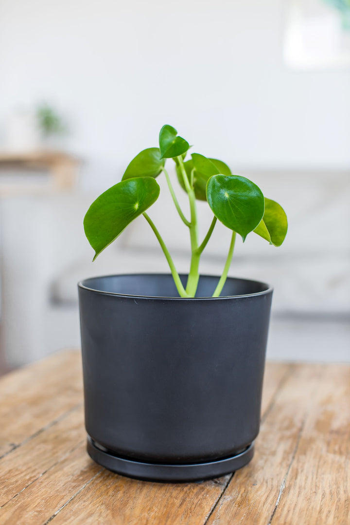 Perla M (Peperomia Cucharita)
