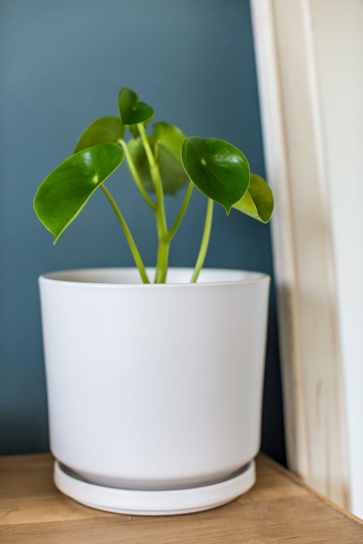 Perla M (Peperomia Cucharita)