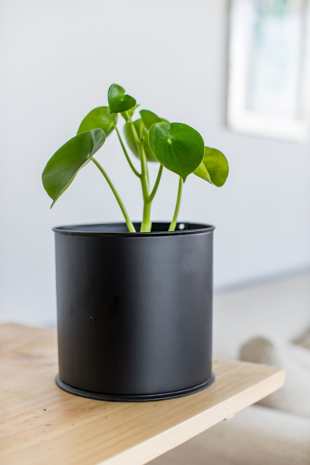 Perla M (Peperomia Cucharita)
