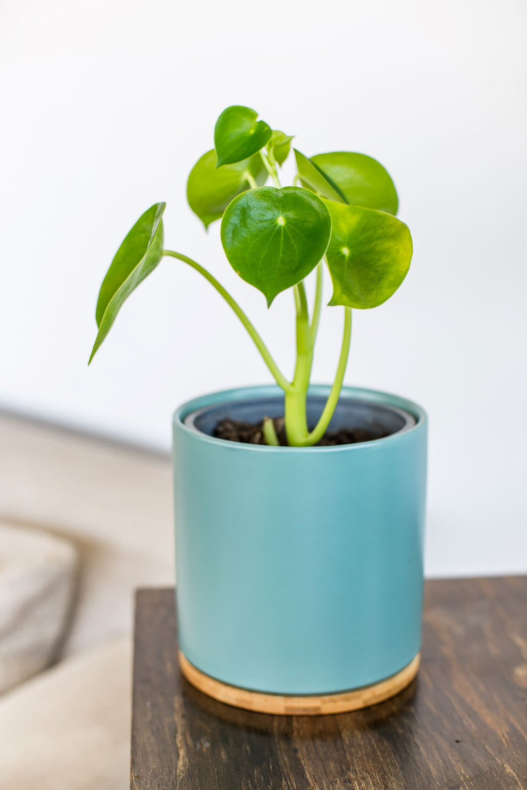 Perla M (Peperomia Cucharita)