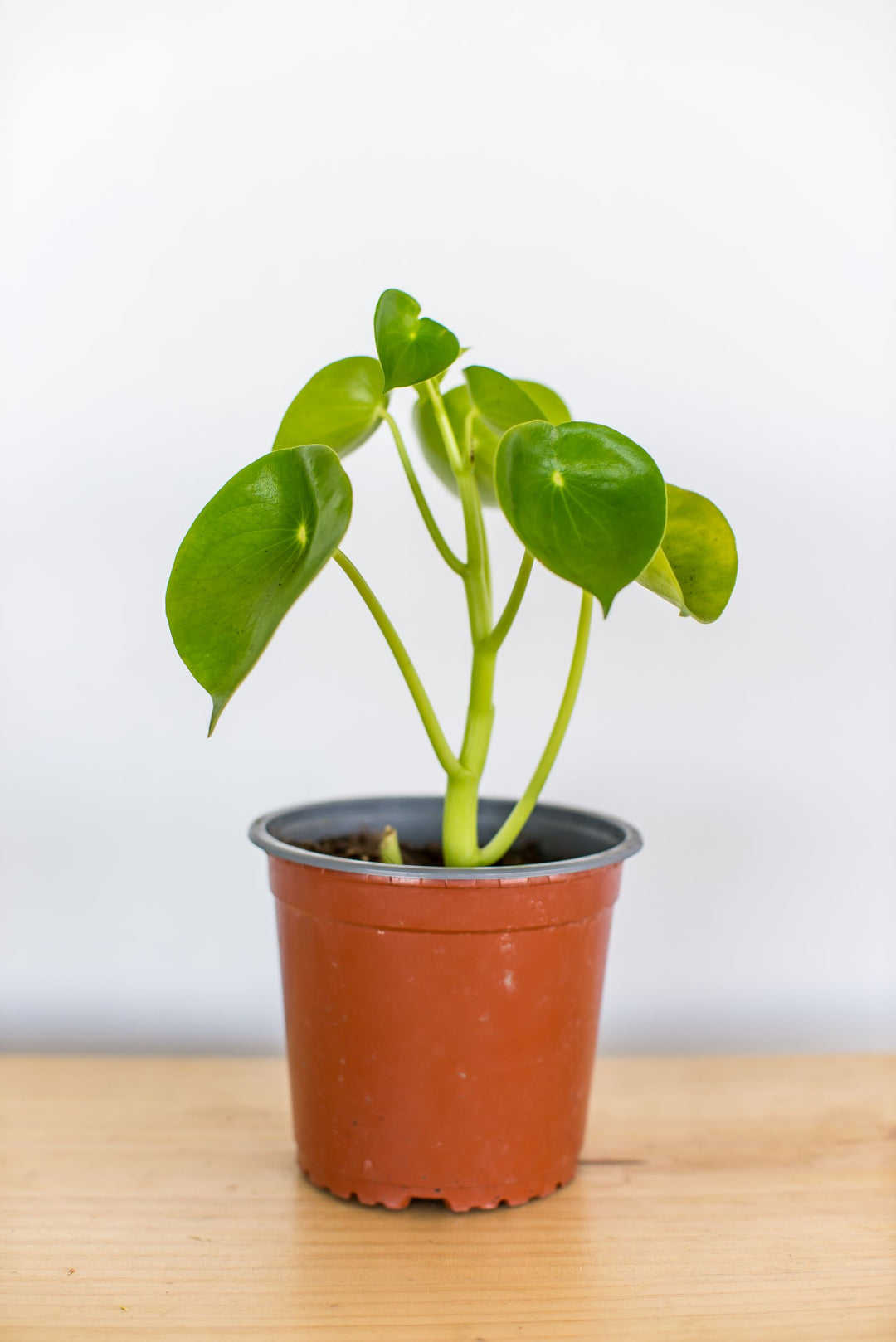 Perla M (Peperomia Cucharita)