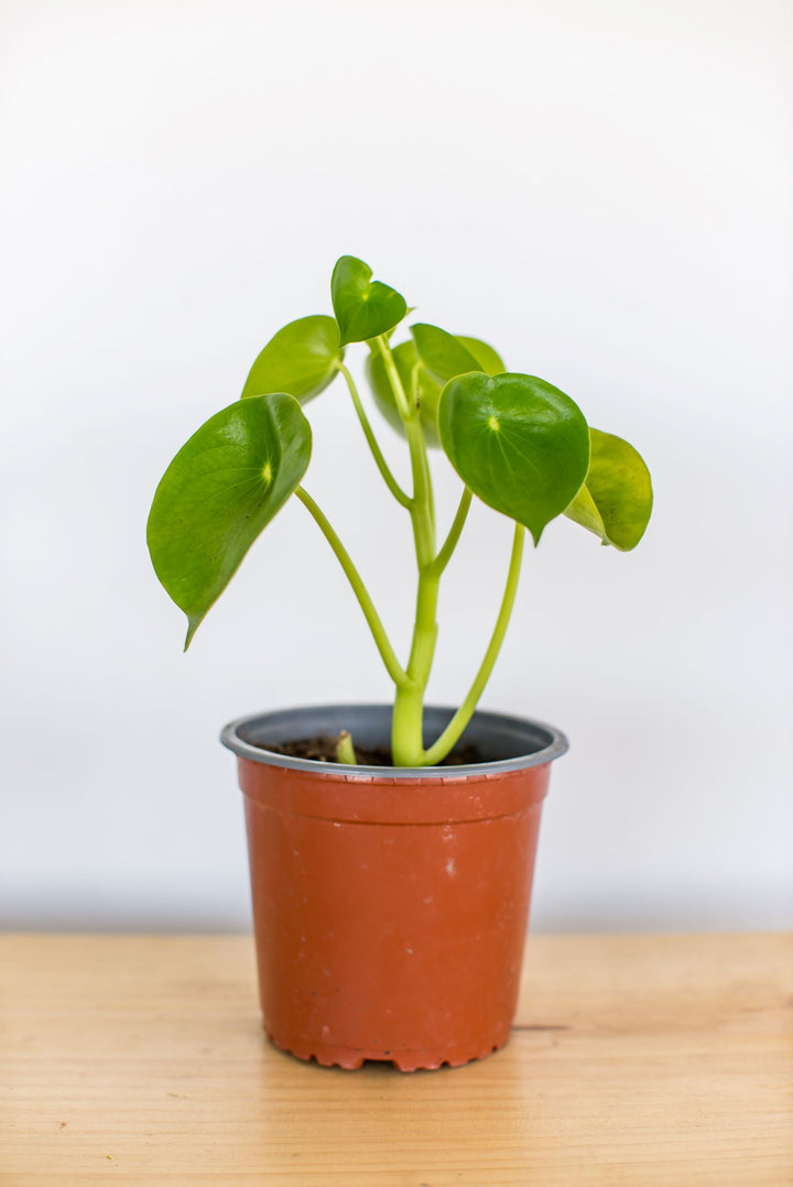 Perla M (Peperomia Cucharita)