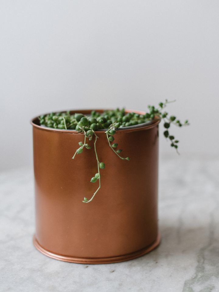 Rosario (Curio Rowleyanus)