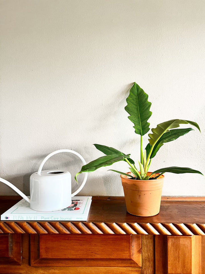 Jack (Philodendro Narrow)