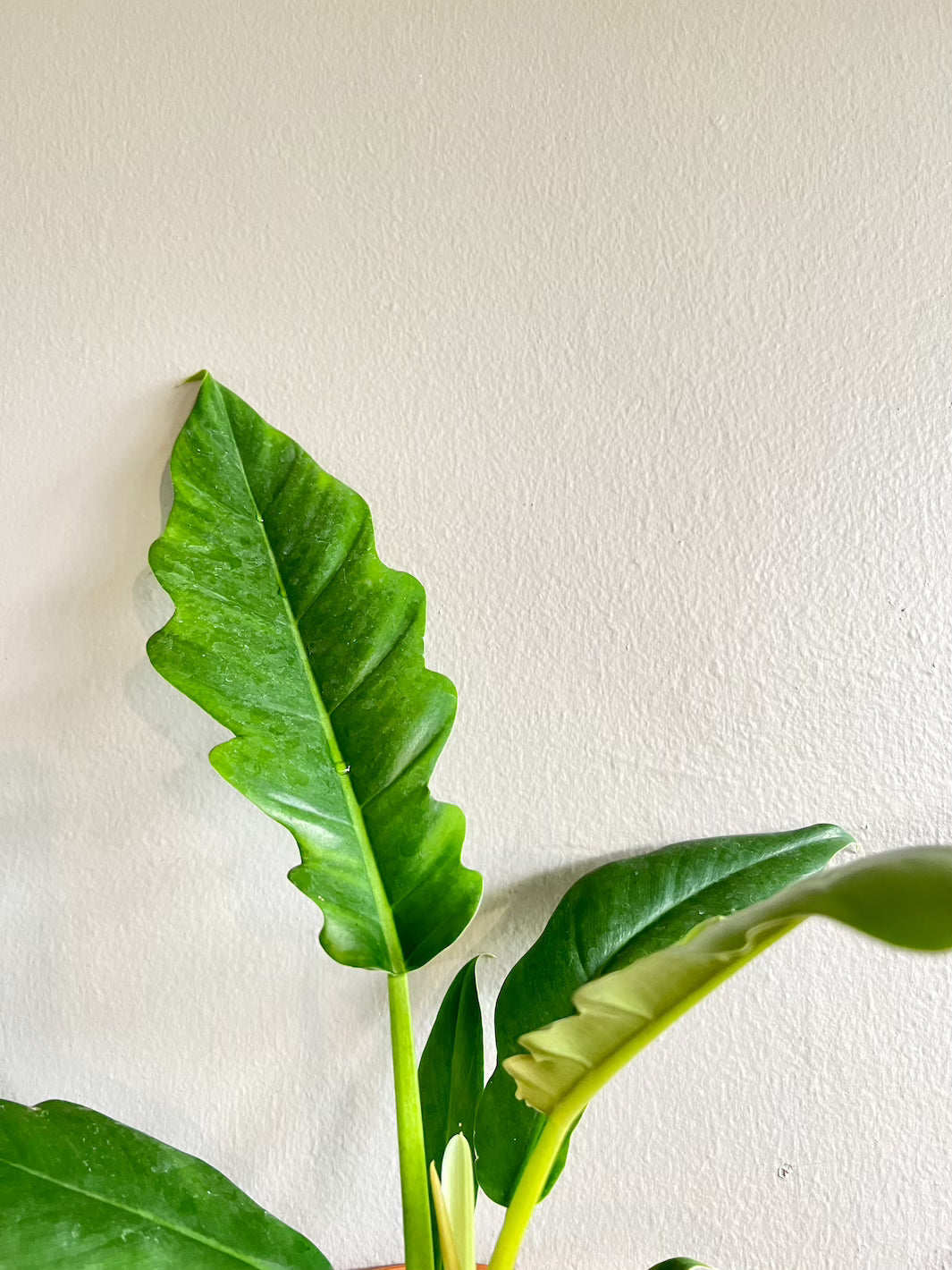 Jack (Philodendro Narrow)