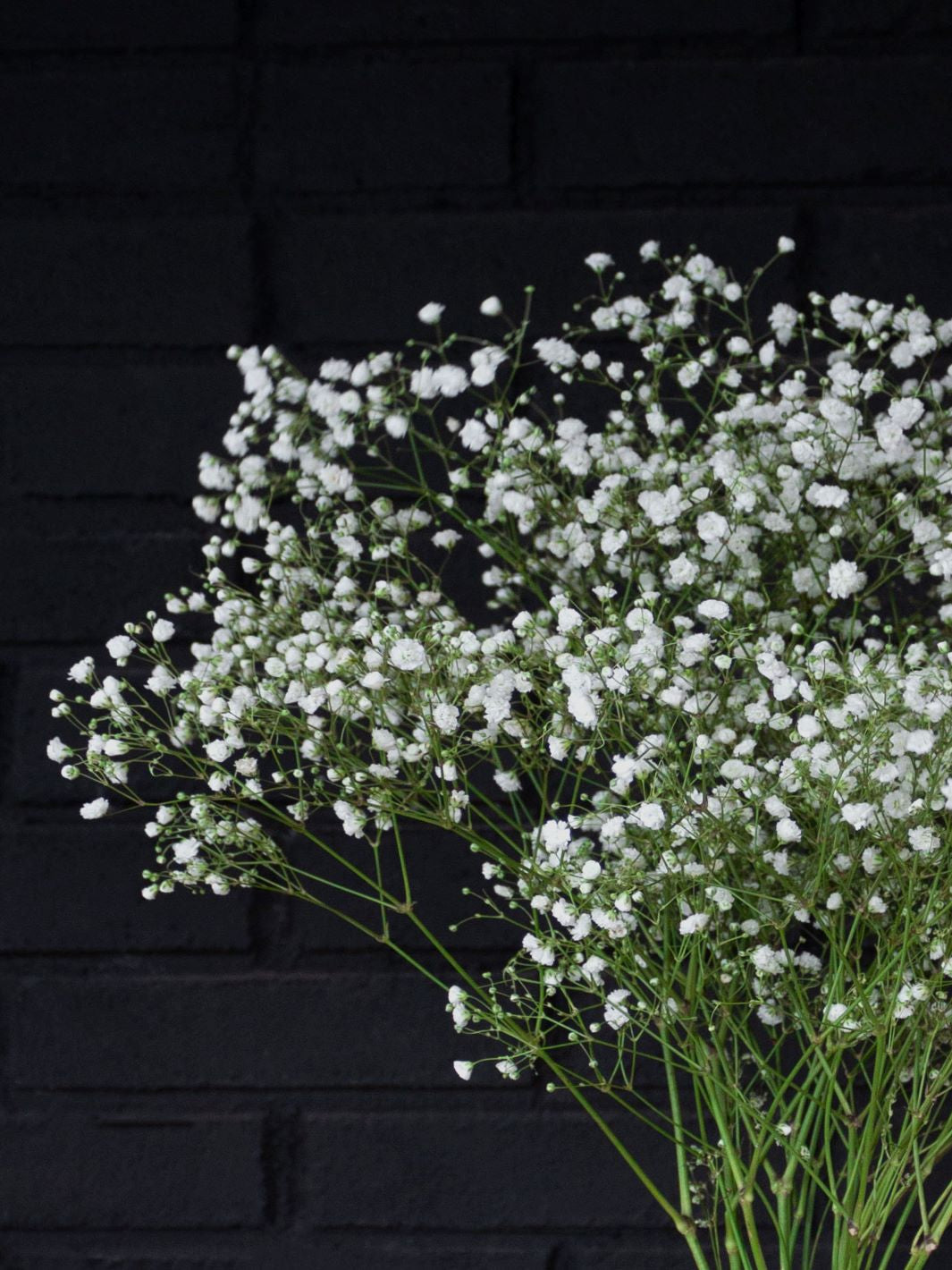 Gypsophilia (Flores secas)