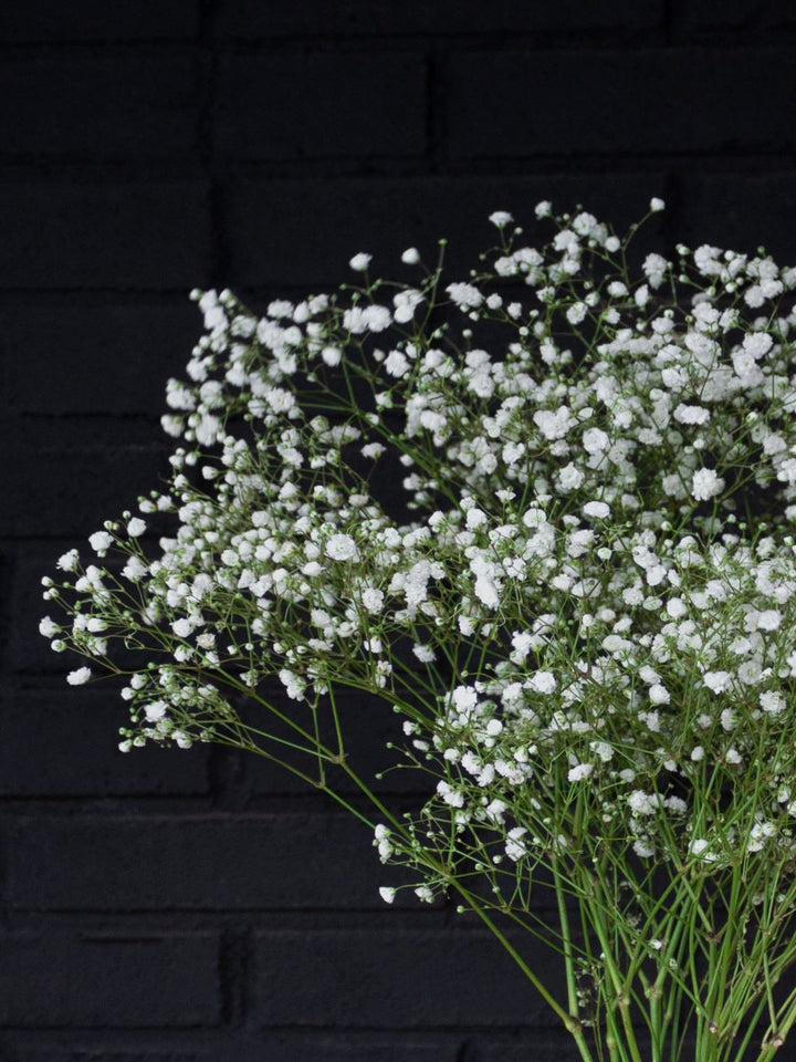 Gypsophilia (Flores secas)