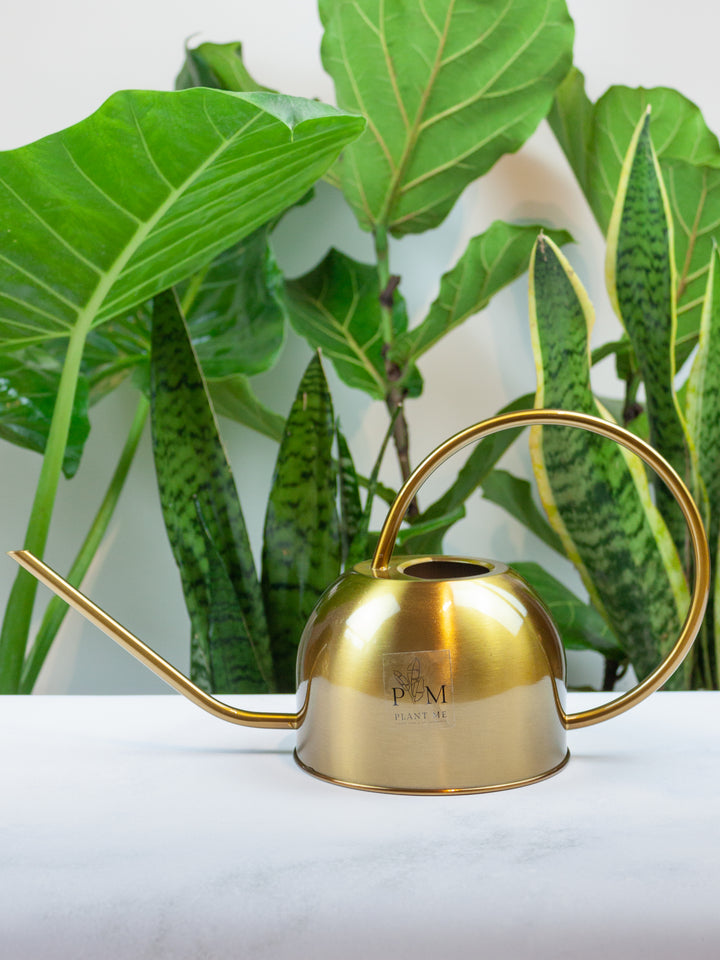 Regadera Berna Gold