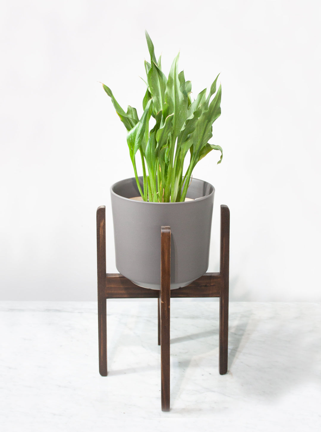 Pedestal Picunche L