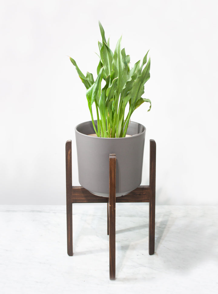 Pedestal Picunche L