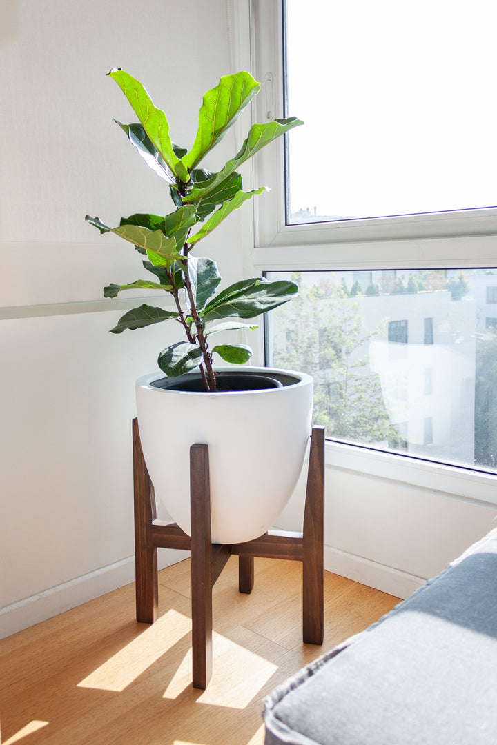 Fidel XL (Ficus Lyrata)