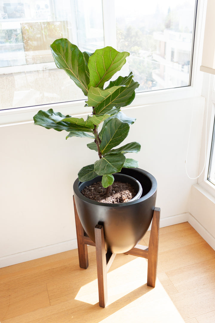 Fidel XL (Ficus Lyrata)