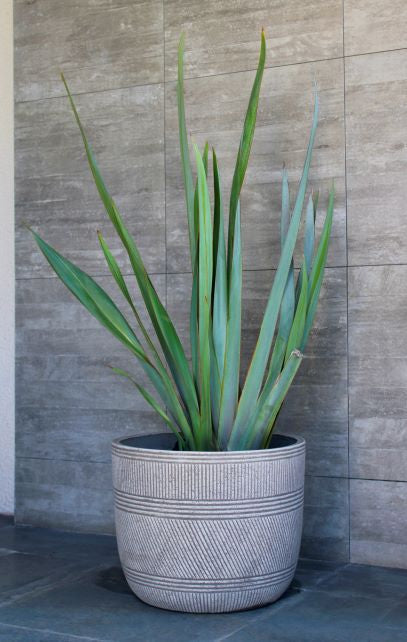 Lupe (Pita Verde)