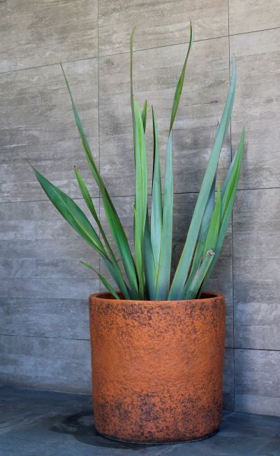 Lupe (Pita Verde)