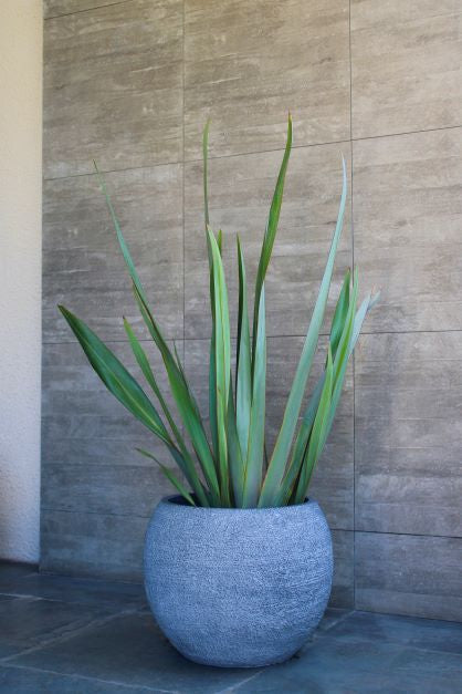 Lupe (Pita Verde)