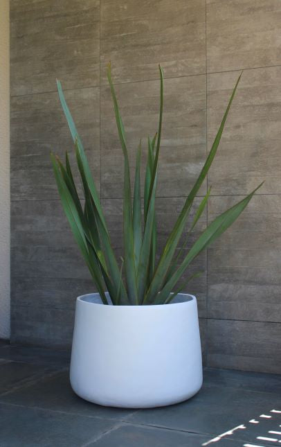 Lupe (Pita Verde)